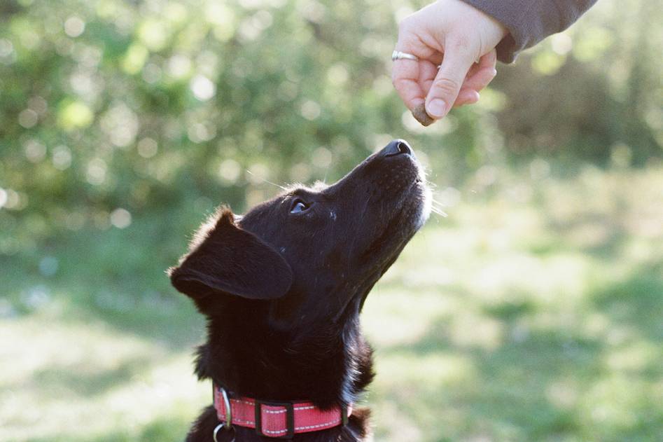 Blogger demonstrating target training with a calm dog