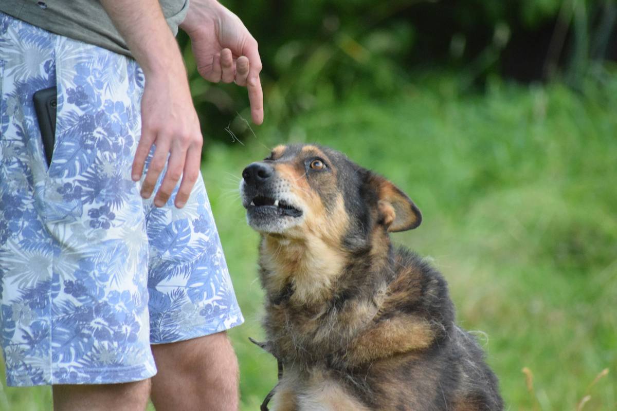 dog touching trainer's open palm during hand targeting exercise teach dog hand targeting