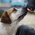 How to Teach Dog Hand Targeting (And Why It’s the Secret Weapon of Elite Trainers)