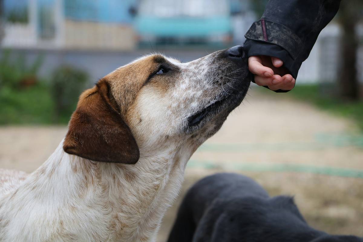 How to Teach Dog Hand Targeting (And Why It’s the Secret Weapon of Elite Trainers)