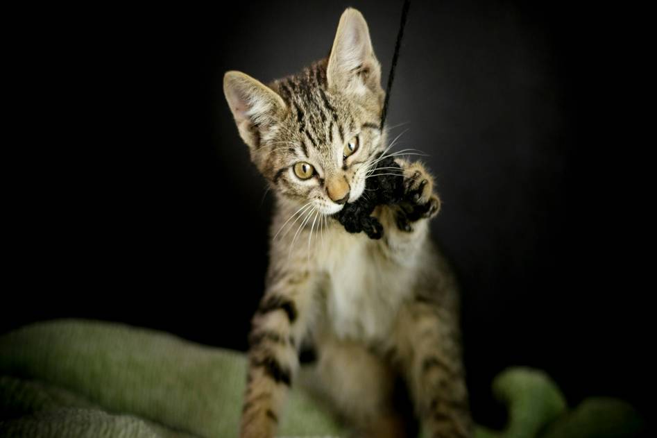 Pet targeting a training stick during calm indoor session